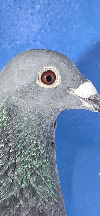 Gołąbek Lotowy Samczyk vanvinkel x Golden Prince