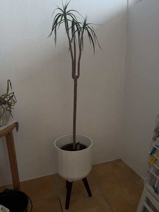 Vaso caspaux branco