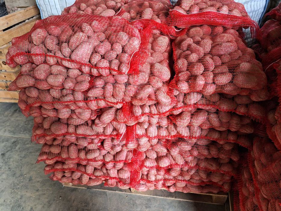 ziemniaki vineta 10kg transport