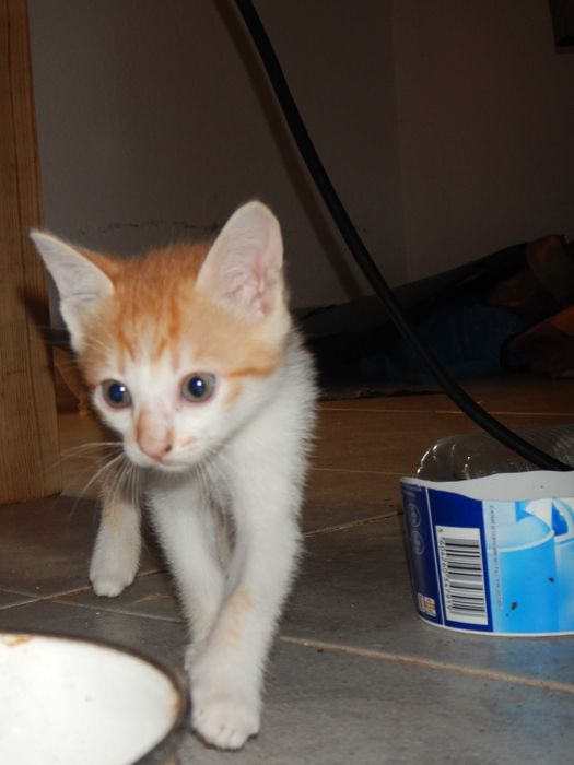 Gatinhos/as 3 meses