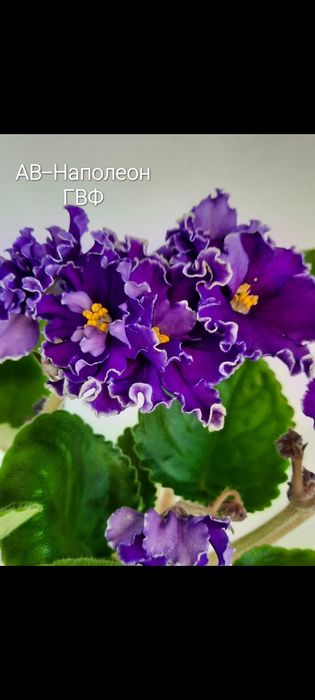 Дітки сортової фіалки ,від 35 грн