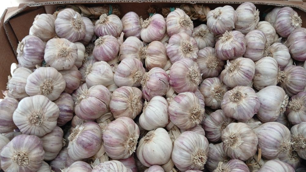 Czosnek Harnaś zimowy