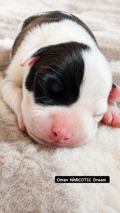 American Staffordshire Terrier