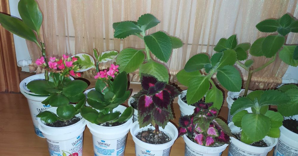 Комнатные цветы: педилантус, молочай,плектрантус