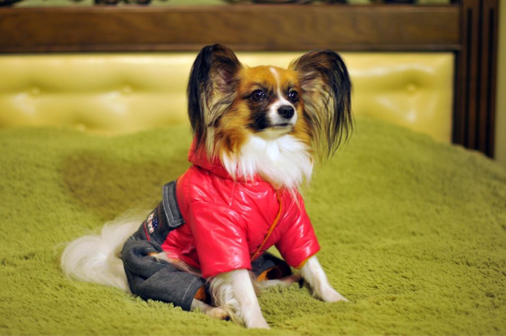 Папильон для вязки