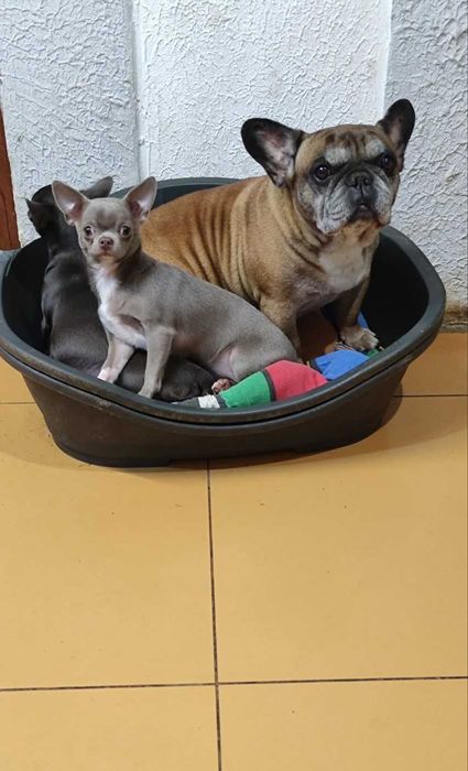 Чихуахуа - Лілова. (ксу)