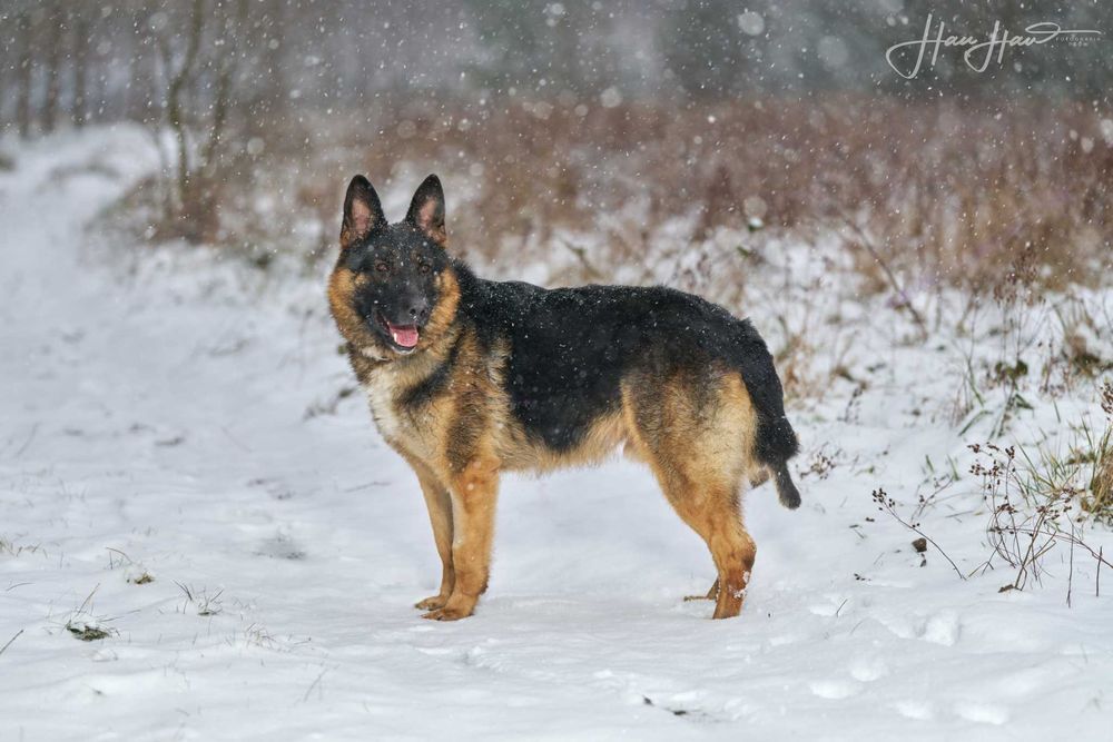 Czy to Ty szukasz psa