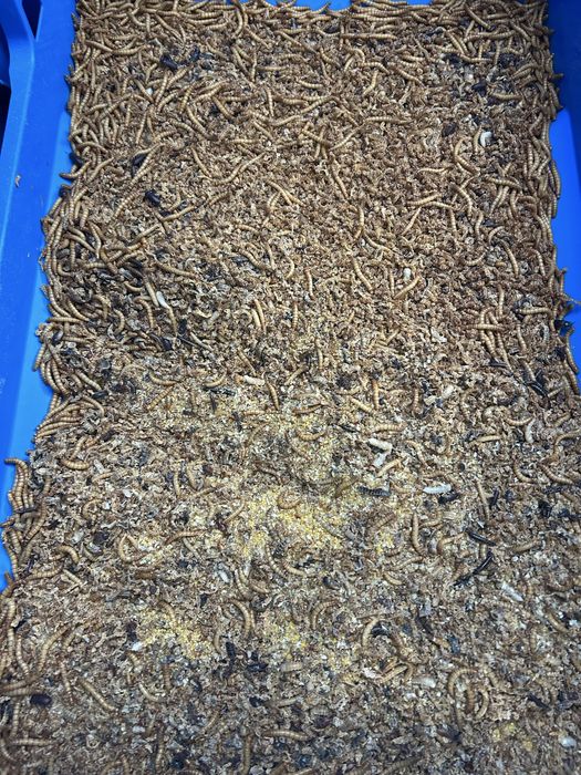 Larvas  da Farinha, Tenebrio, Trela de Refugo - 1kg