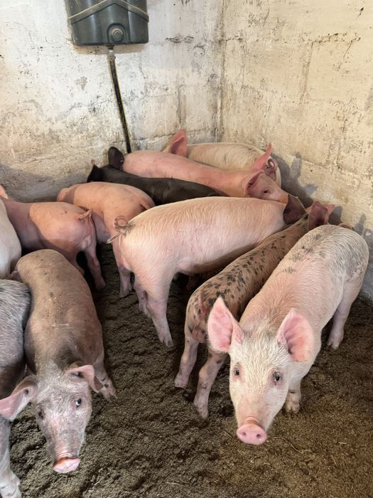 Продам поросят мʼясної породи