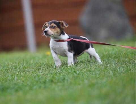 Jack Russel Terrier szczeniak