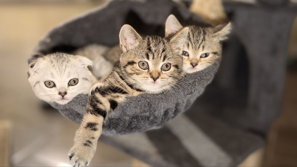Шотландські кошенята