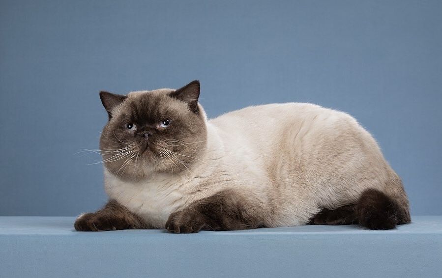 Котик на вʼязку