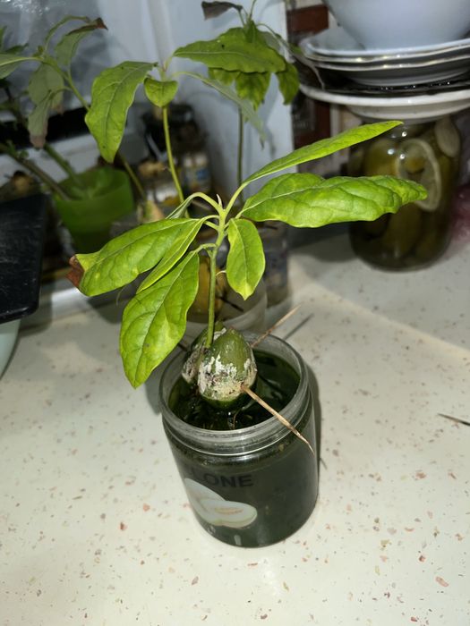 Авокадо ( проросшее)