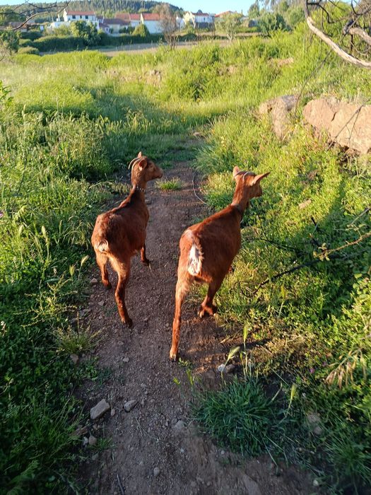 Troco por duas ovelhas estás  duas cabras