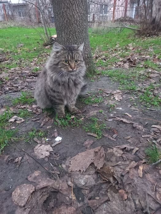 Моніка проситься в сім'ю