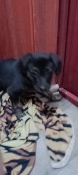 Цуценята красиві в добрі руки