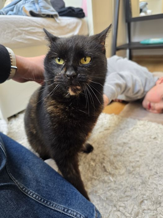 Trojłapka poleca się do adopcji