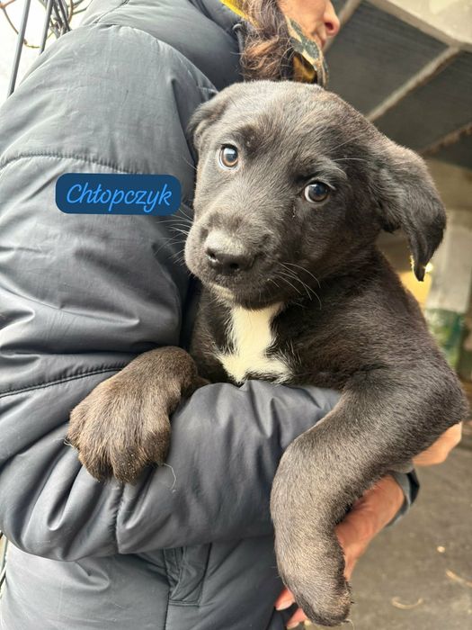 Maluszek  do   oddania