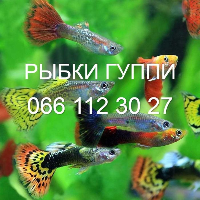 Рыбки ГУППИ ,  Растения