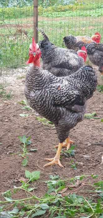 Vendo galos caseiros