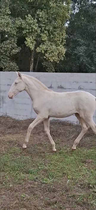 Poldra psl 4 meses
