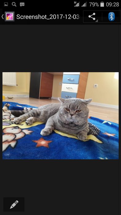 В'язка котів британців