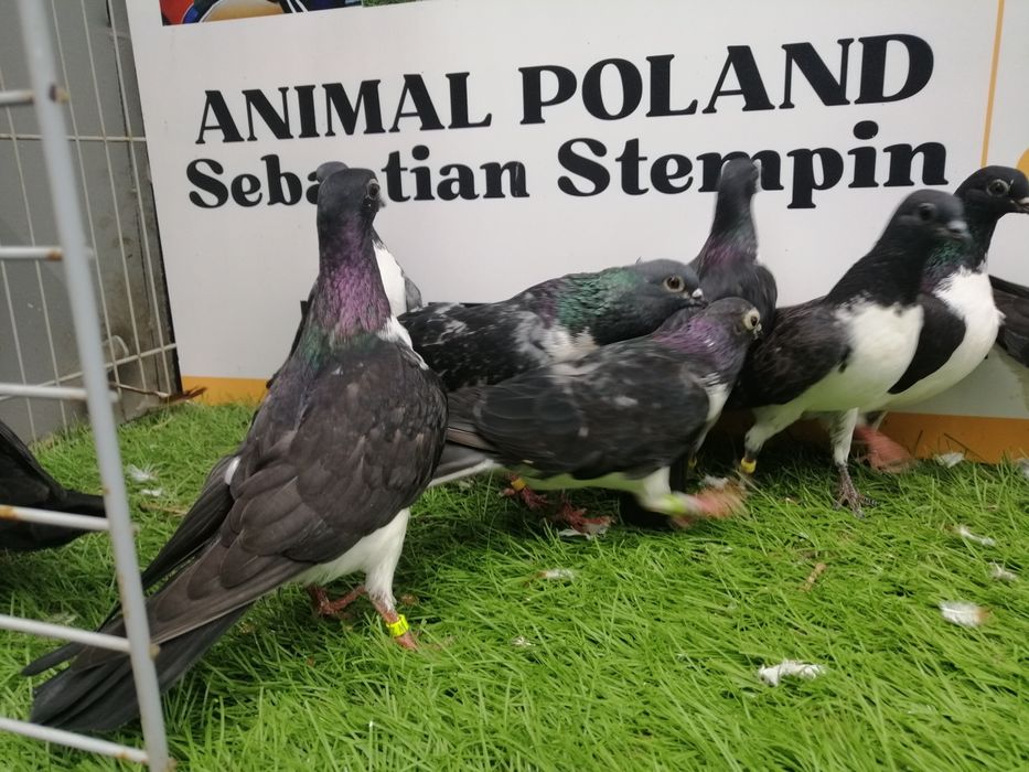 Gołębie. Czajki wiedeńskie. Czajka. Możliwy transport od 2 stycznia