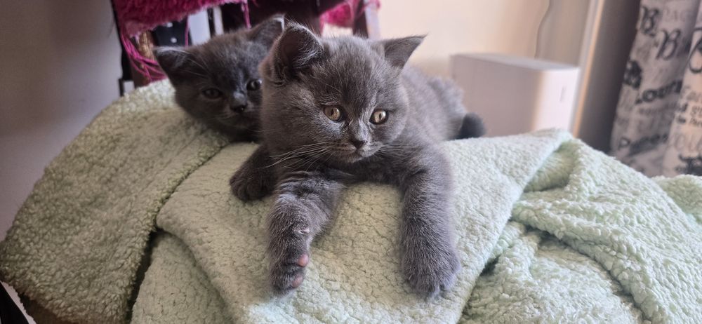 Британські кошенята