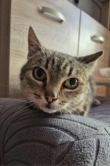 Cudowna kotka do adopcji