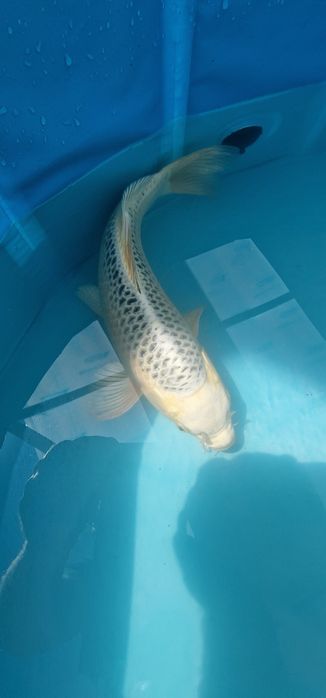 Carpa koi com 35cm