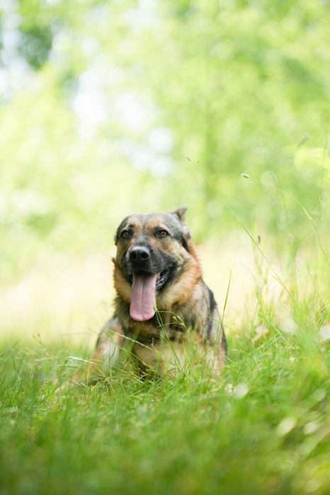 Alinka - niezłomna trójłapka w typie owczarka niemieckiego szuka domu!