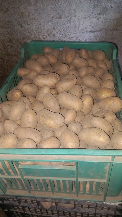 Ziemniaki Denar  Denary