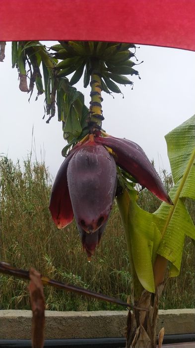 Bananeira Umbigo,  Coração