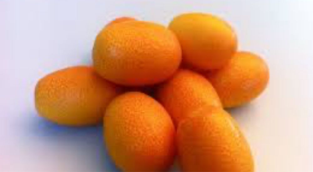 Arvore Kumquat Raro Portes grátis