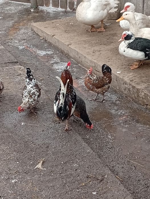 Продається ія бентамок