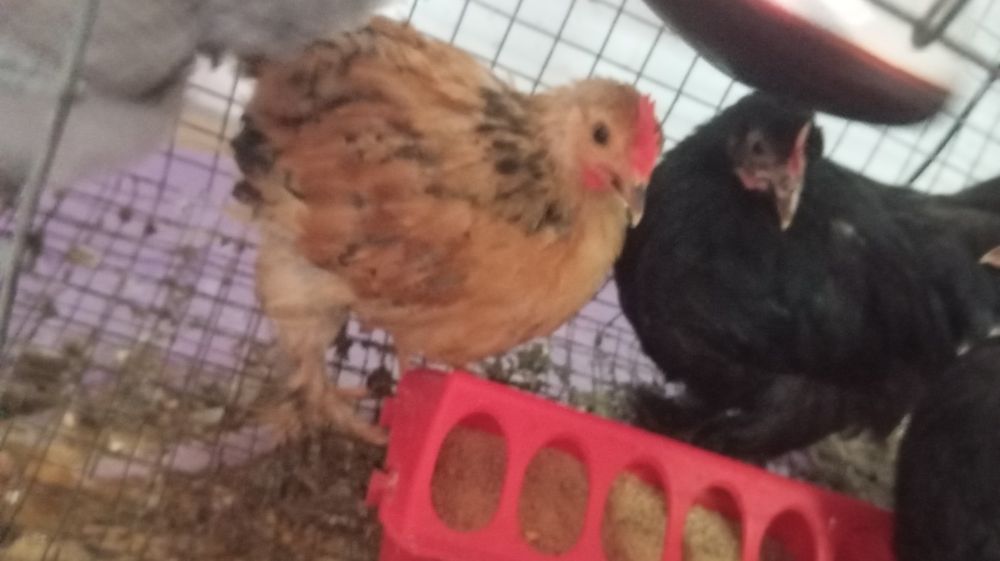 Pekins várias mutações