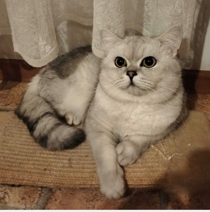 Кошенята срібна шиншила бронь