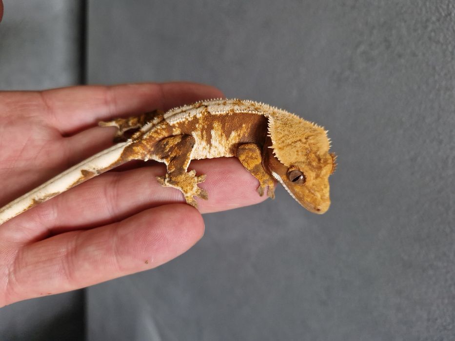 Gekon orzesiony nadwyżki