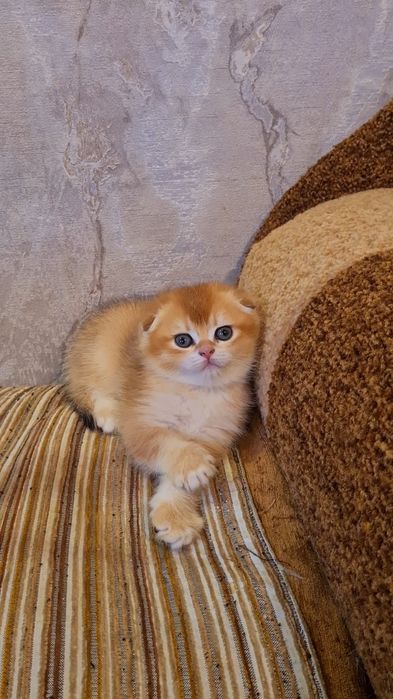 Шикардосик золотая шиншилла