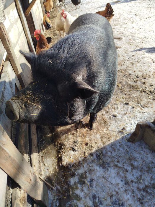 В'єтнамська свиноматка