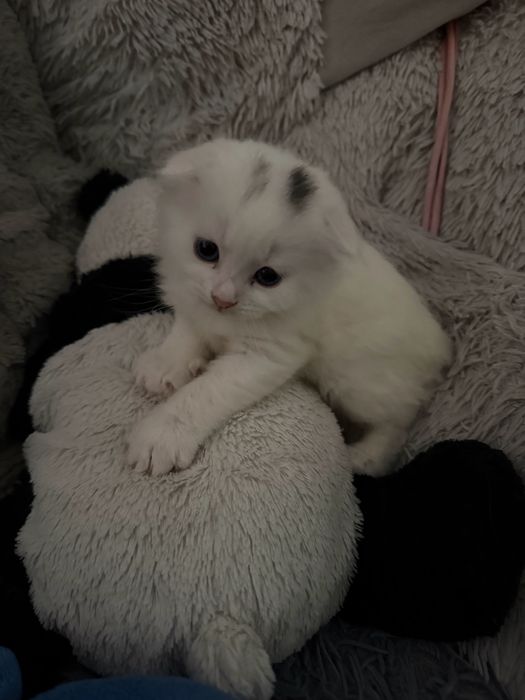 Мила дівчинка 2 місяці