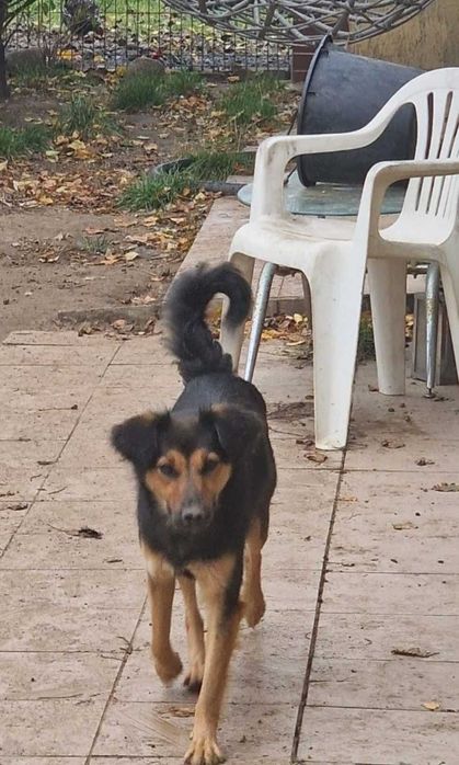 Kochana Sara do adopcji.