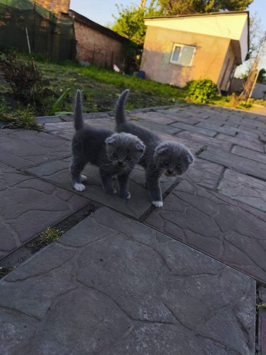 Котята скотиш фолд