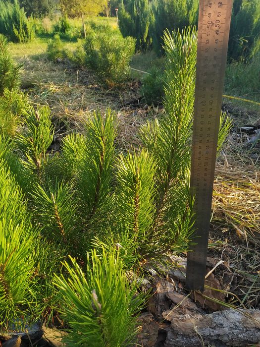 Сосна горная 'Мугус'. Декоративные растения