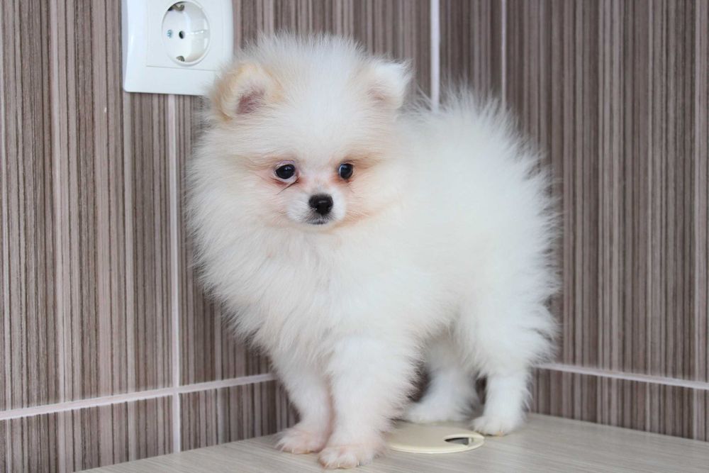 Продам щеночков померанского Шпица