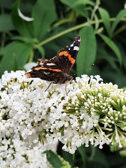 Budleja Dawida duże sadzonki