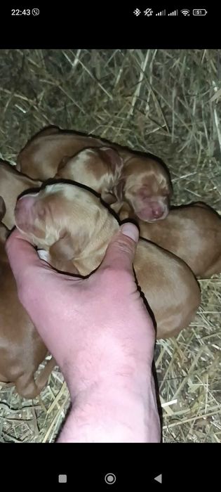 Собака Кокер Спаніель