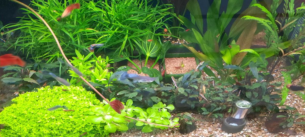аквариумные растения.