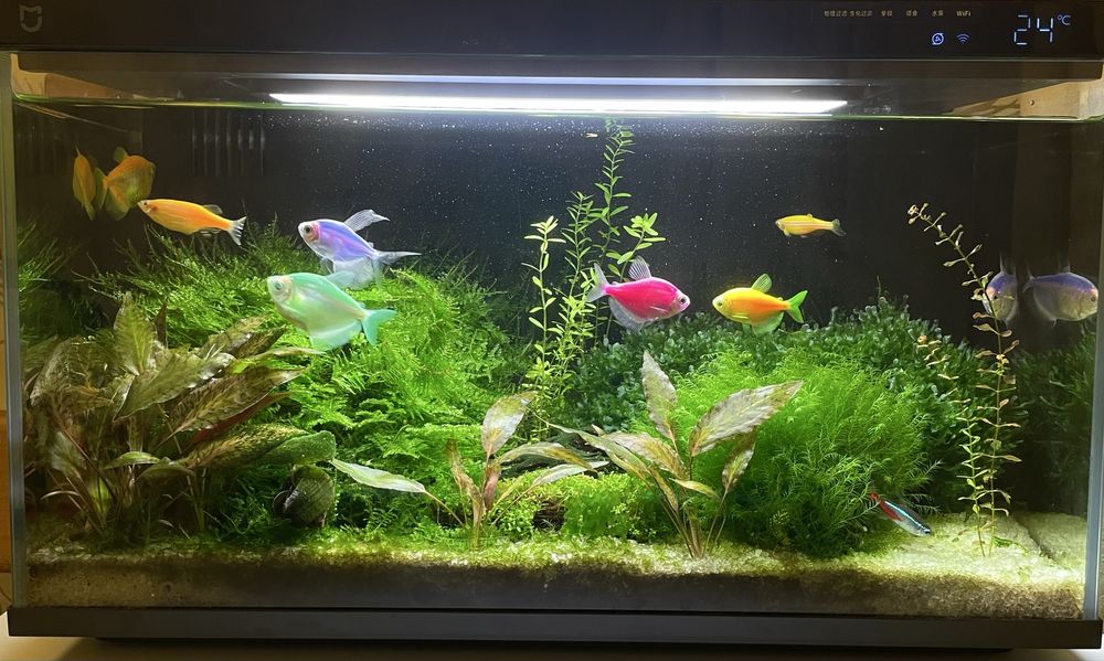 Живі акваріумні рослини