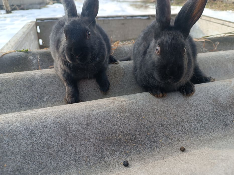 Продам порода каліфорнія та віденський кріль